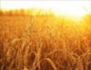 Nga lên kế hoạch nâng dự trữ lúa mỳ do giá lương thực tăng